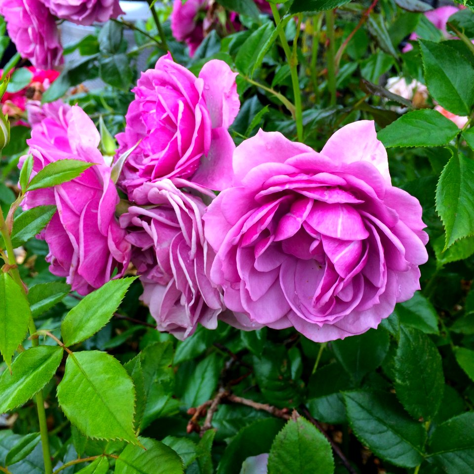 Rose Flower Rose Family Plant