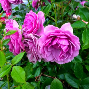 Rose Flower Rose Family Plant