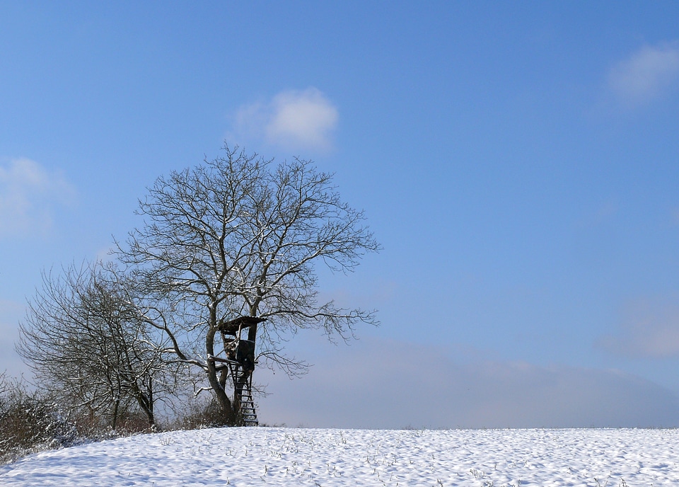 Winter trees wintry cold