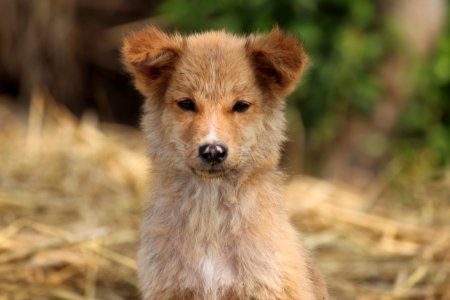 Dog Breed Dog Breed Group Street Dog Dog Like Mammal photo