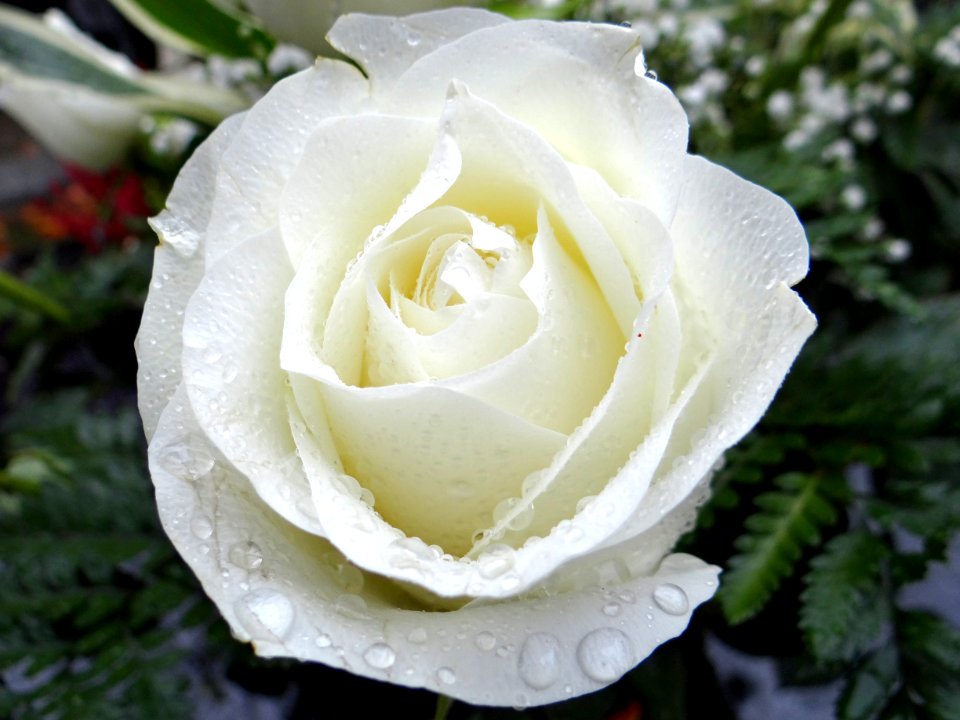 Rose Flower Rose Family White