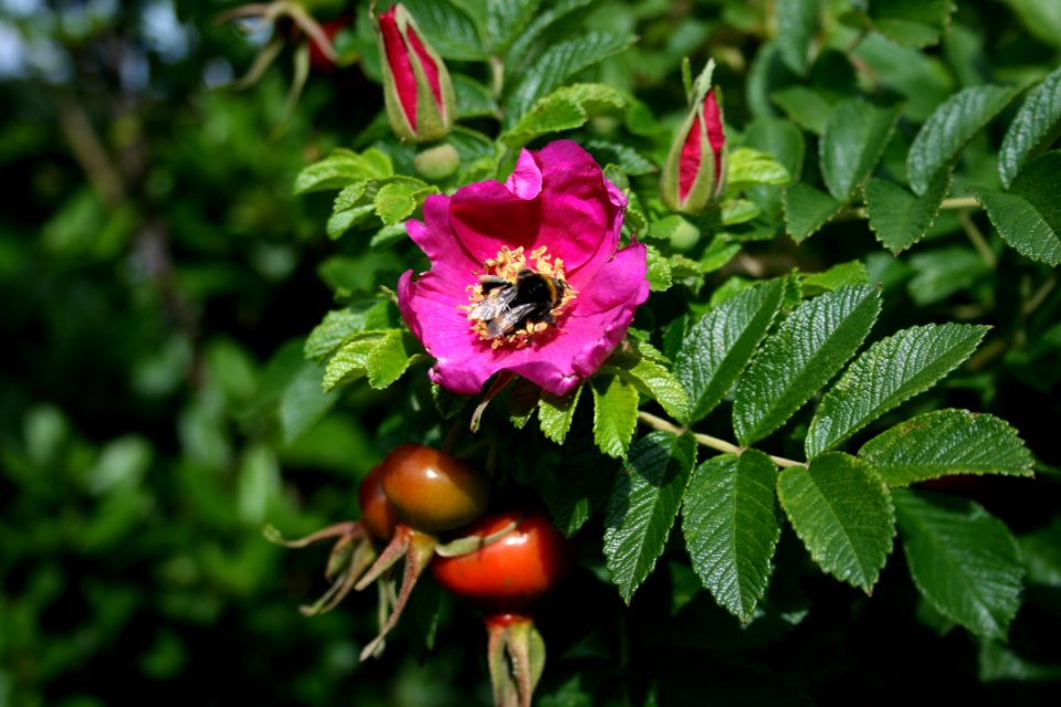 Flower Rosa Canina Plant Flowering Plant