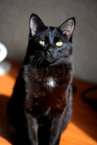 Cat Black Cat Black Whiskers