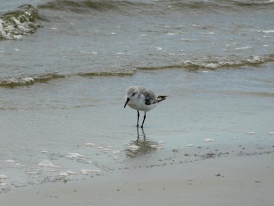 Fauna Bird Shorebird Seabird