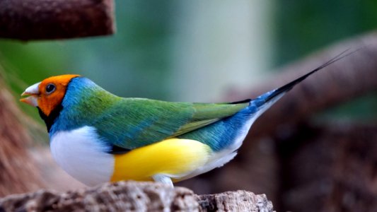 Bird Beak Fauna Organism photo