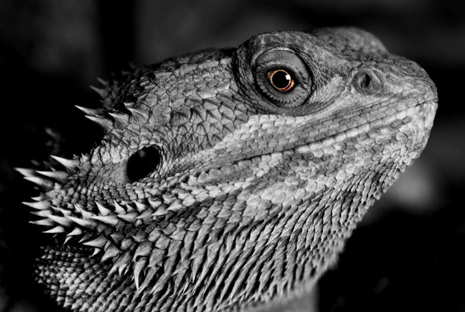 Reptile Black And White Monochrome Photography Fauna