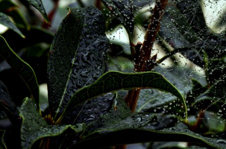 Flora Leaf Plant Vegetation
