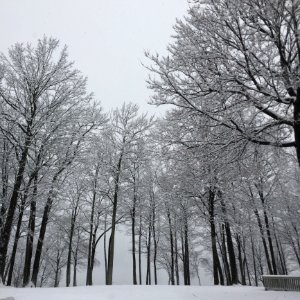 Snow Winter Tree Frost