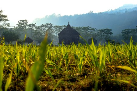 Vegetation Crop Agriculture Field
