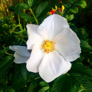 Flower Rose Family Rose Rosa Canina