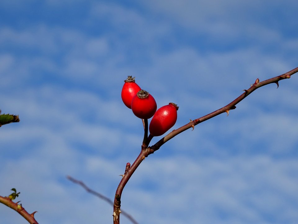 Rose Hip Sky Branch Twig photo