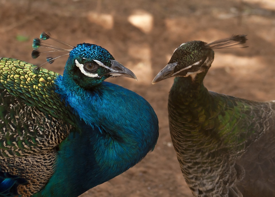 Pen feathers beautiful