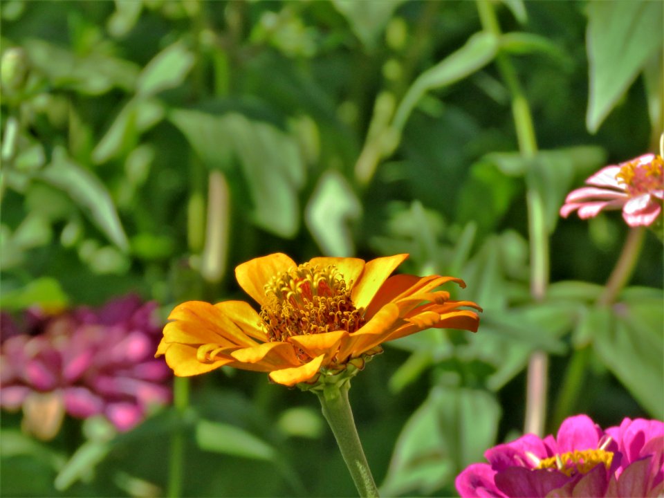 Flower Plant Flora Wildflower