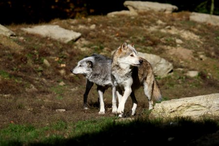 Wolf Wildlife Fauna Dog Like Mammal photo