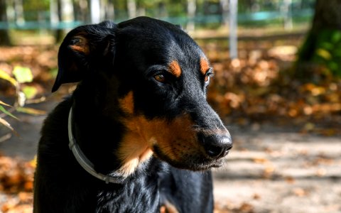 Dog Dog Breed Austrian Black And Tan Hound Dog Like Mammal photo