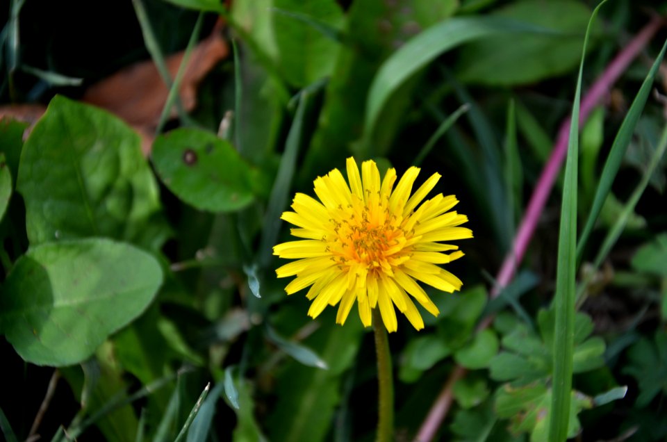 Flower Yellow Plant Flora