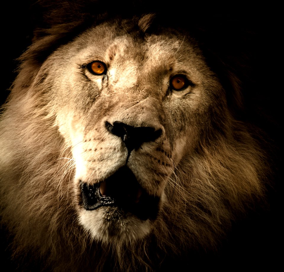 Wildlife Lion Mammal Fauna