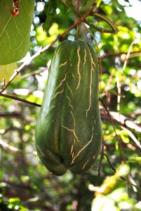 Plant Leaf Tree Gourd