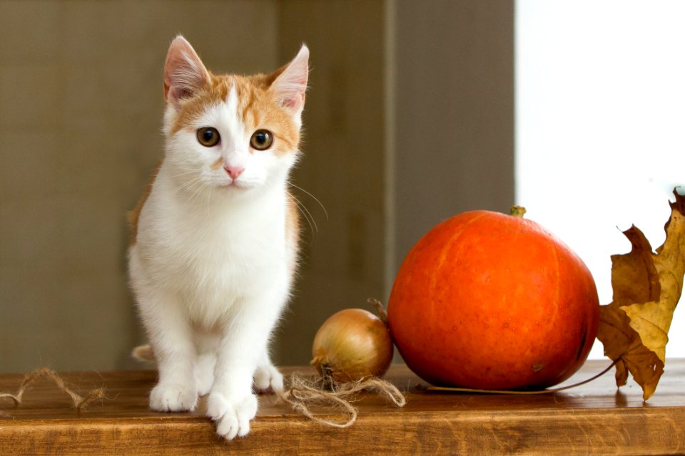 Cat Small To Medium Sized Cats Whiskers Cat Like Mammal