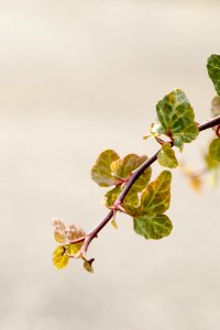 Branch Leaf Bud Twig