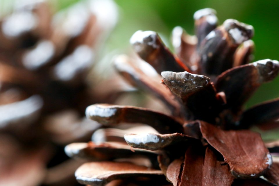 Close Up Macro Photography Tree Mussel