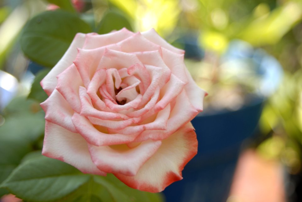 Flower Rose Rose Family Pink