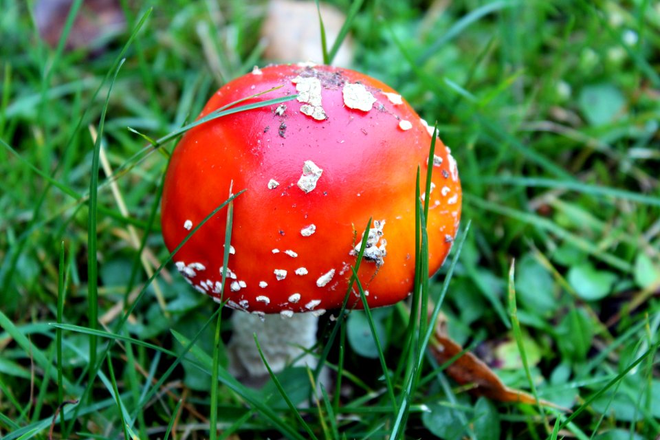 Mushroom Leaf Agaric Grass