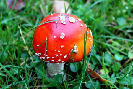 Mushroom Leaf Agaric Grass photo