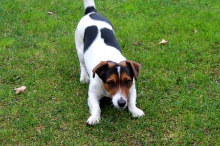 Dog Breed Dog Mammal Jack Russell Terrier