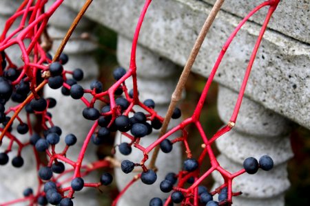 Berry Close Up Branch Twig photo