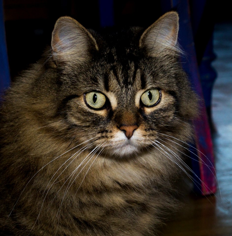 Cat Whiskers Mammal Small To Medium Sized Cats