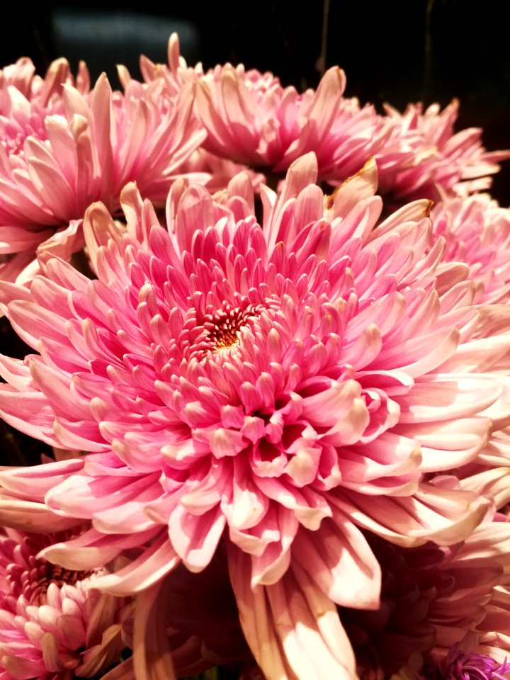 Flower Pink Flowering Plant Plant