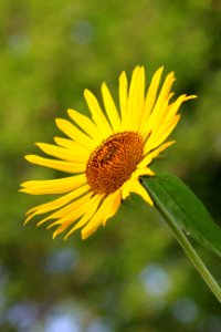Flower Yellow Sunflower Flora