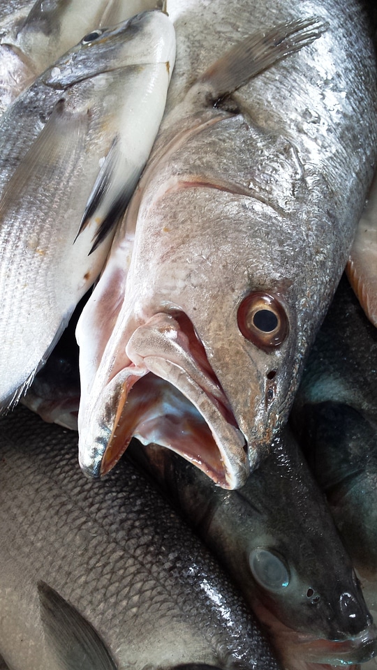 Raw seafood fishing