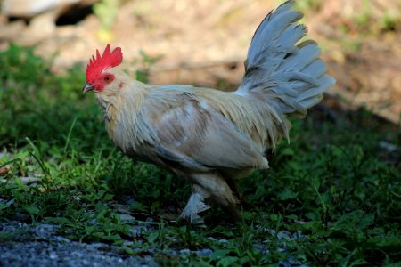 Chicken Bird Rooster Fauna photo
