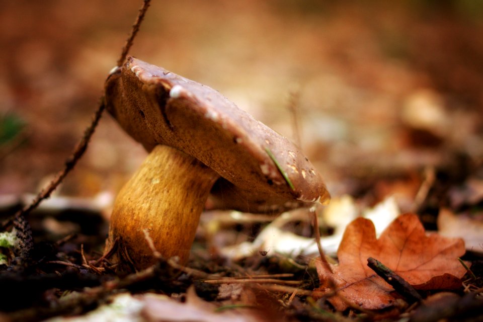 Mushroom Fungus Penny Bun Leaf