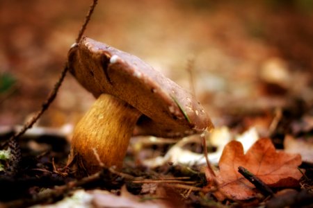 Mushroom Fungus Penny Bun Leaf