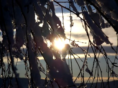 Branch Sky Tree Light