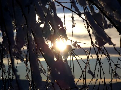 Branch Sky Tree Light photo