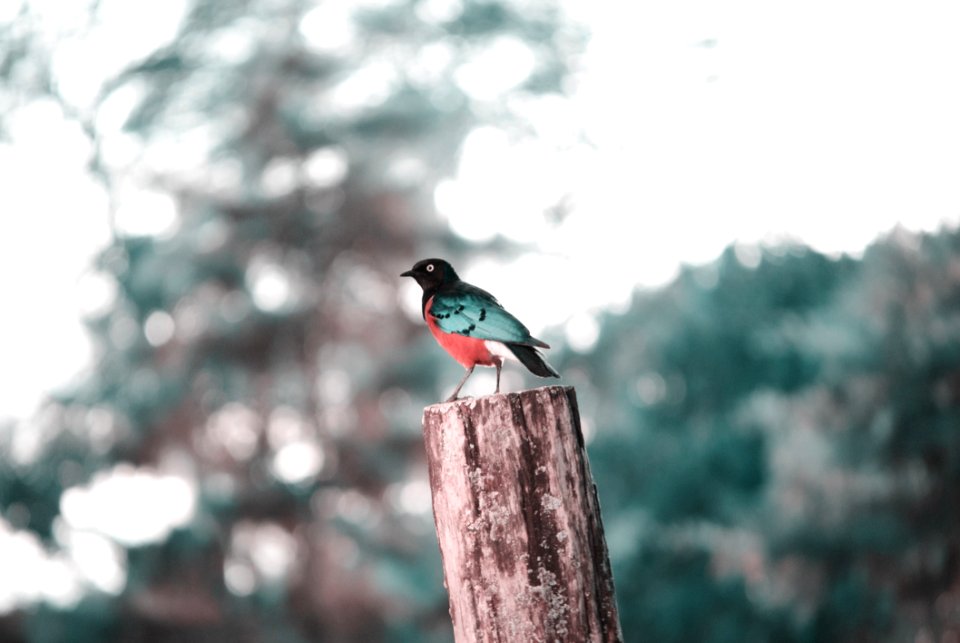 Bird Fauna Beak Tree