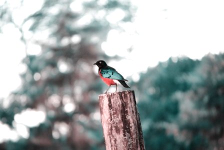 Bird Fauna Beak Tree