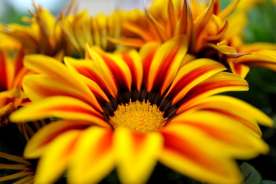 Flower Yellow Flora Close Up photo