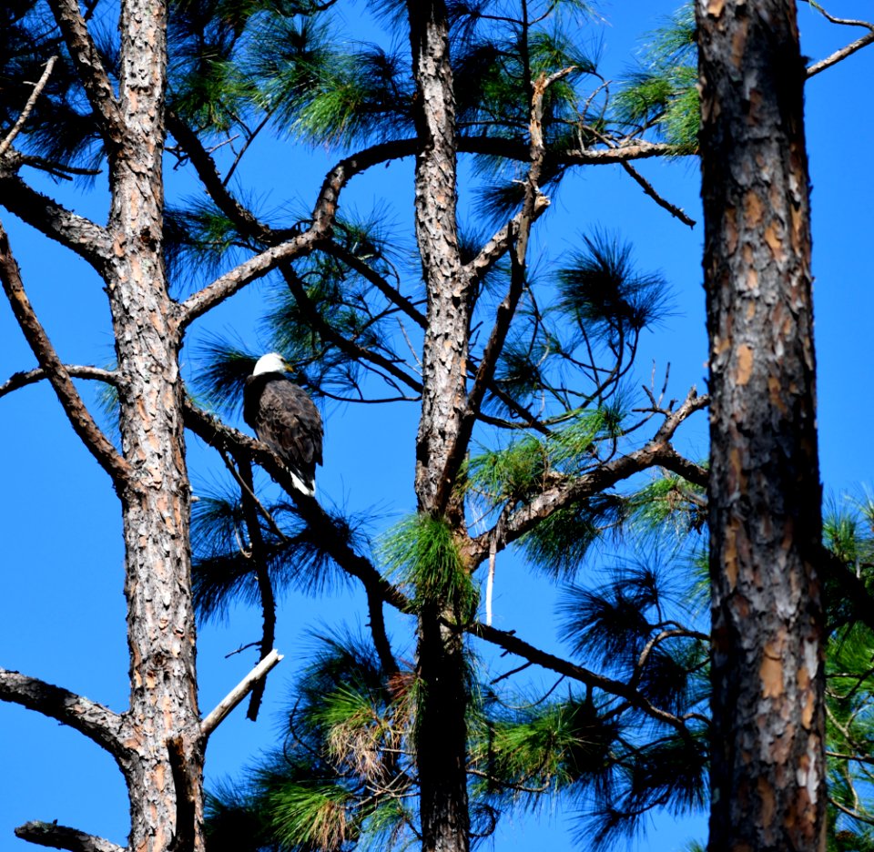 Tree Fauna Sky Branch
