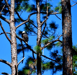 Tree Fauna Sky Branch photo