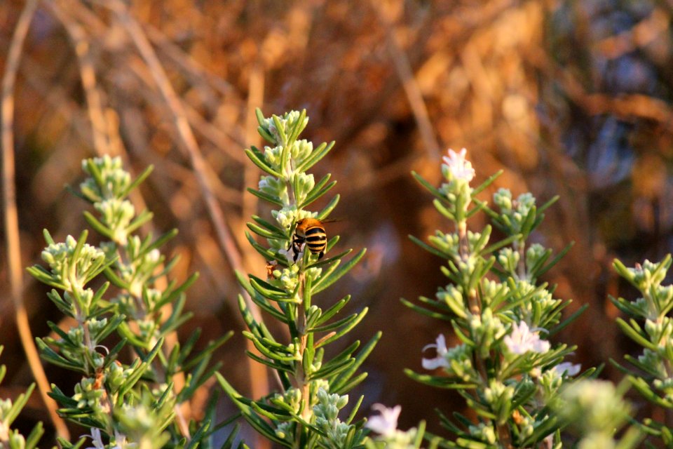 Plant Flora Subshrub Herb