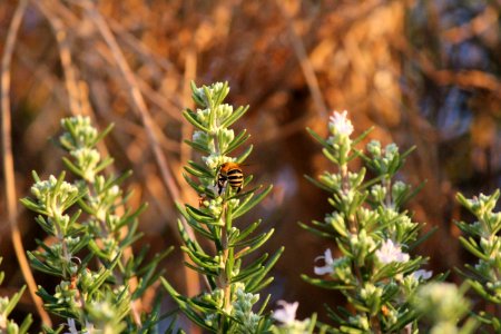 Plant Flora Subshrub Herb