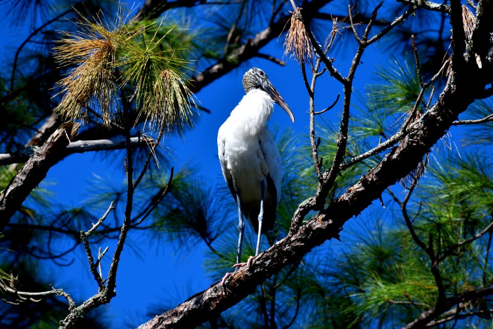 Ecosystem Branch Tree Bird