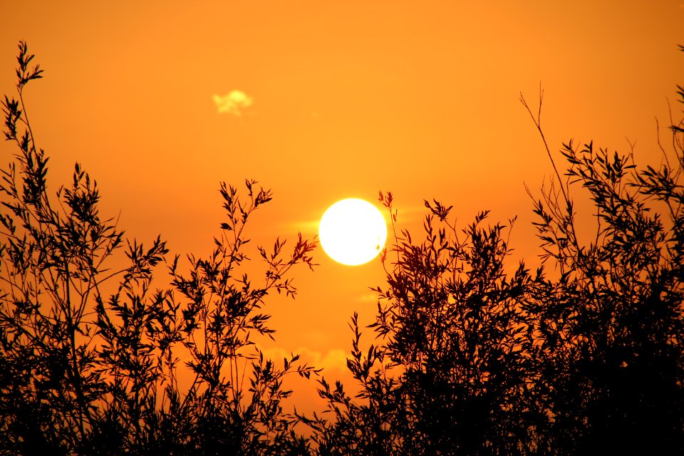 Sun Sky Sunrise Branch