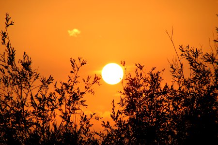 Sun Sky Sunrise Branch photo