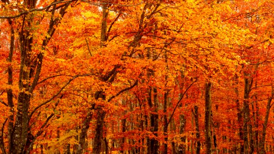 Nature Autumn Temperate Broadleaf And Mixed Forest Ecosystem photo
